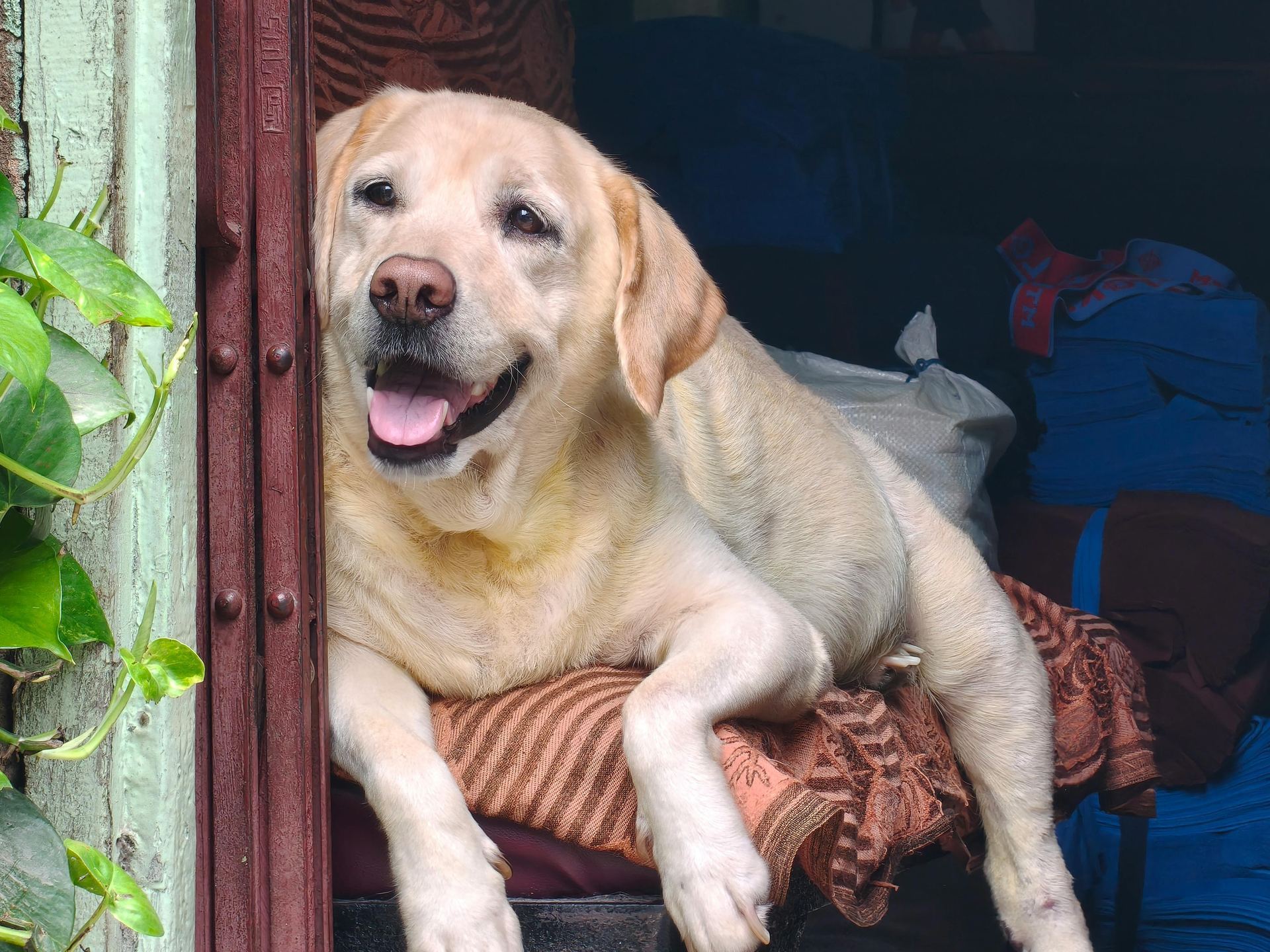 Labrador Retriever Puppy | Fawn Color available in Mumbai