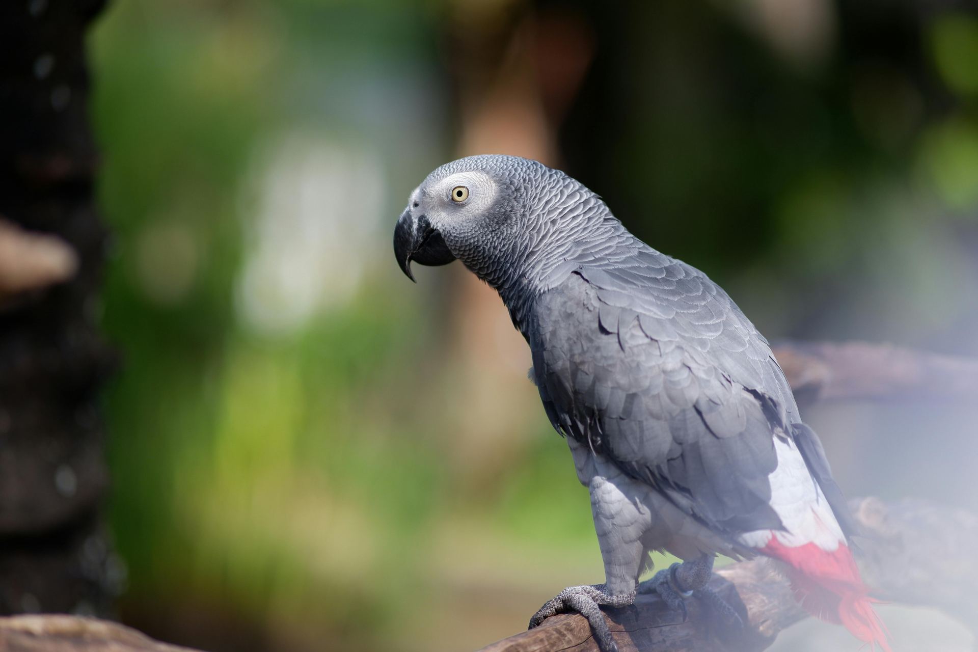 African Grey Parrot available in Pune