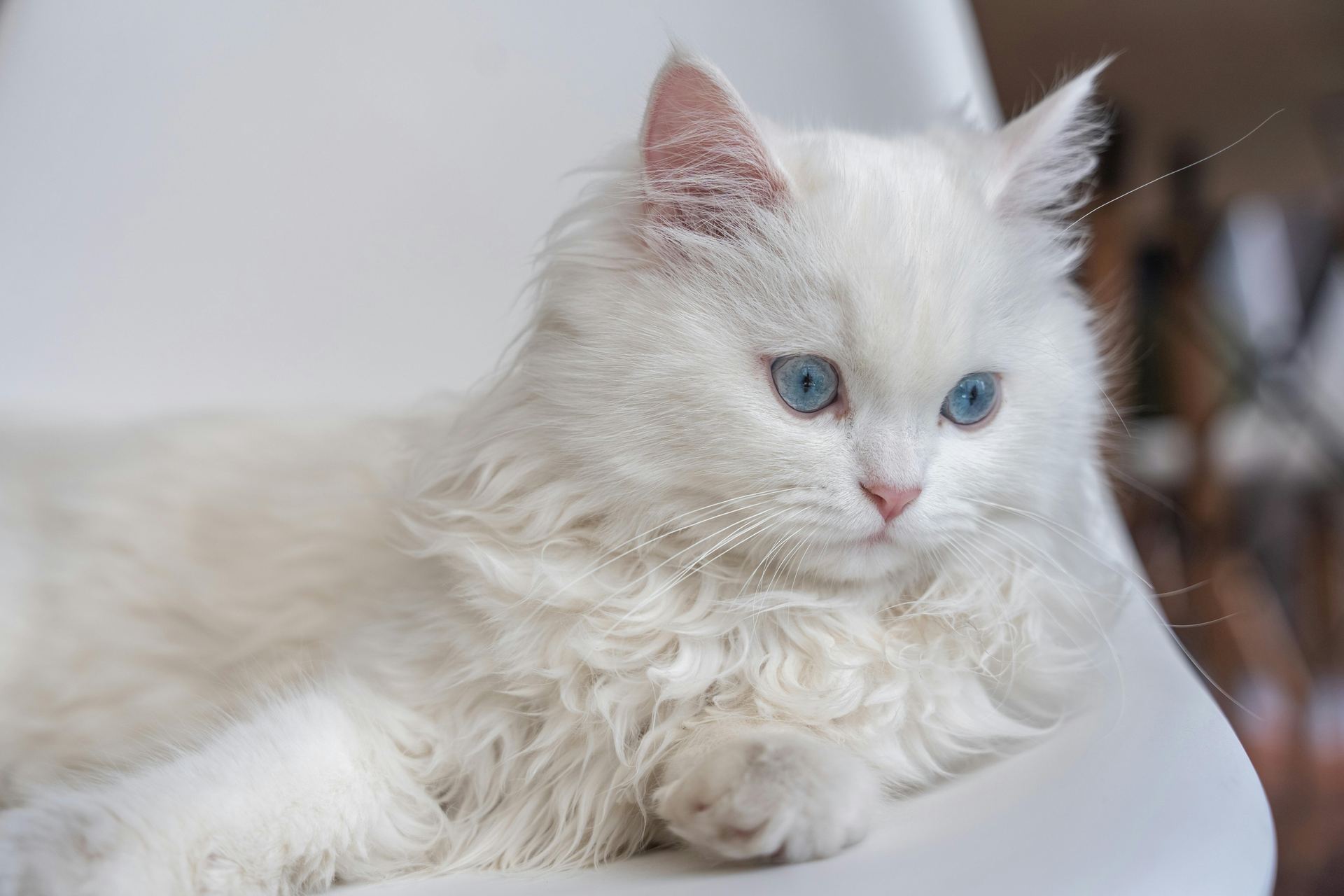 Doll Face Persian Kitten