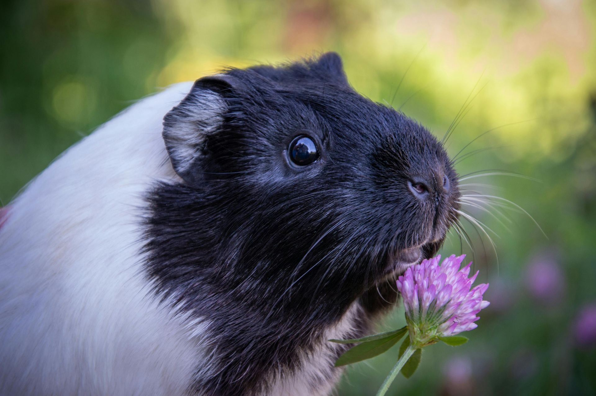 Guinea Pig Babies available in Mumbai