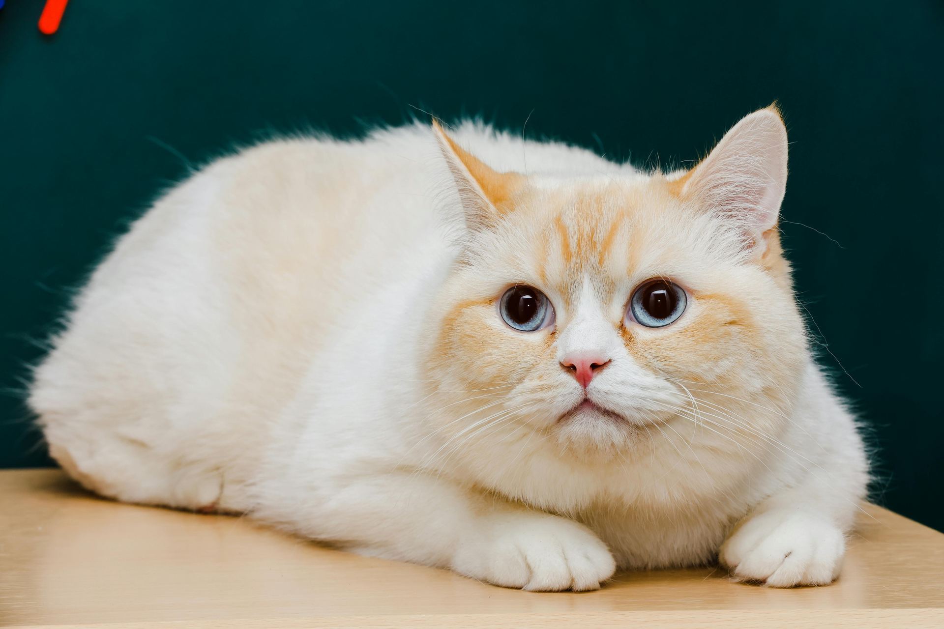 Exotic Short Hair Kittens kitten available in Pune