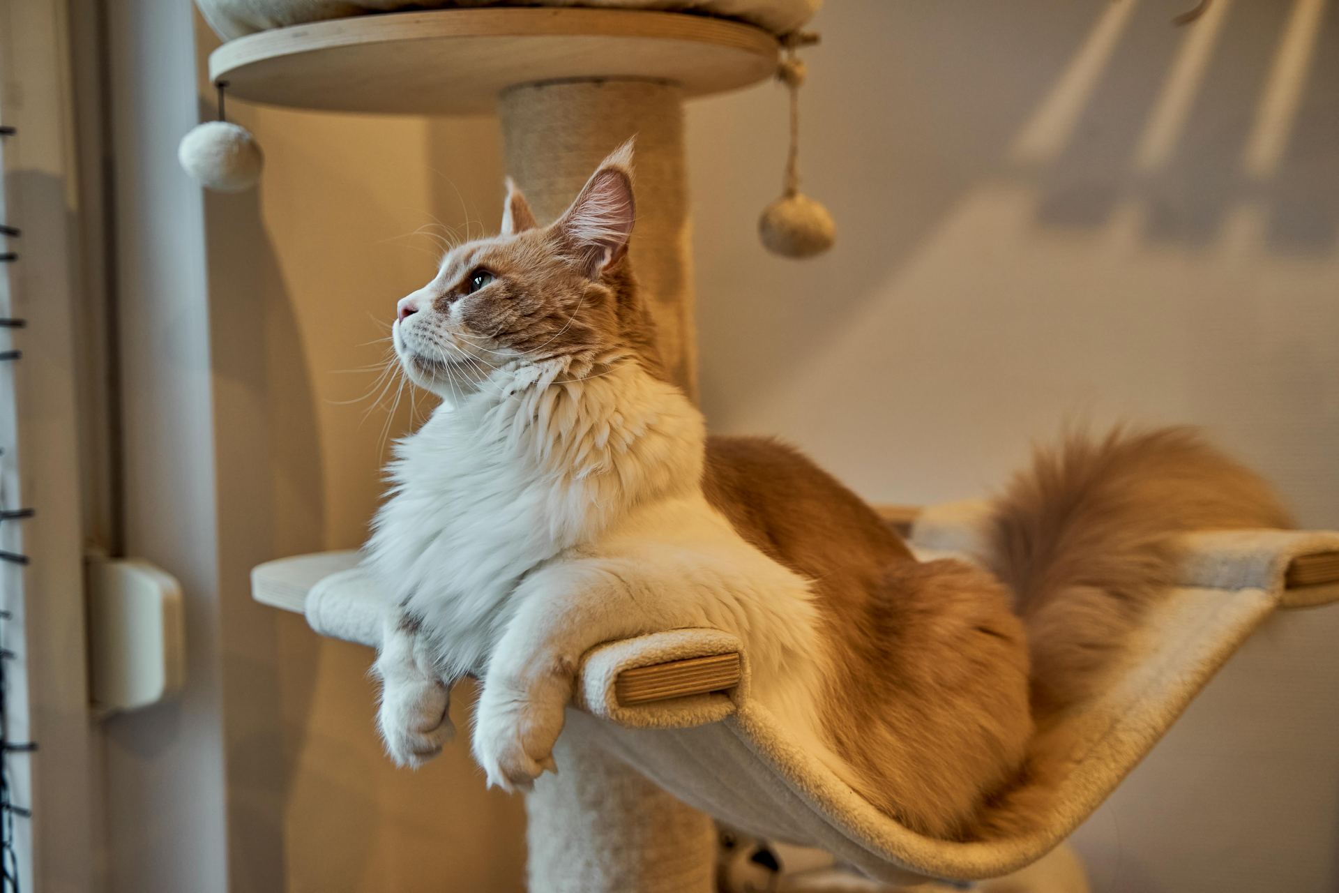 Maine Coon Kitten
