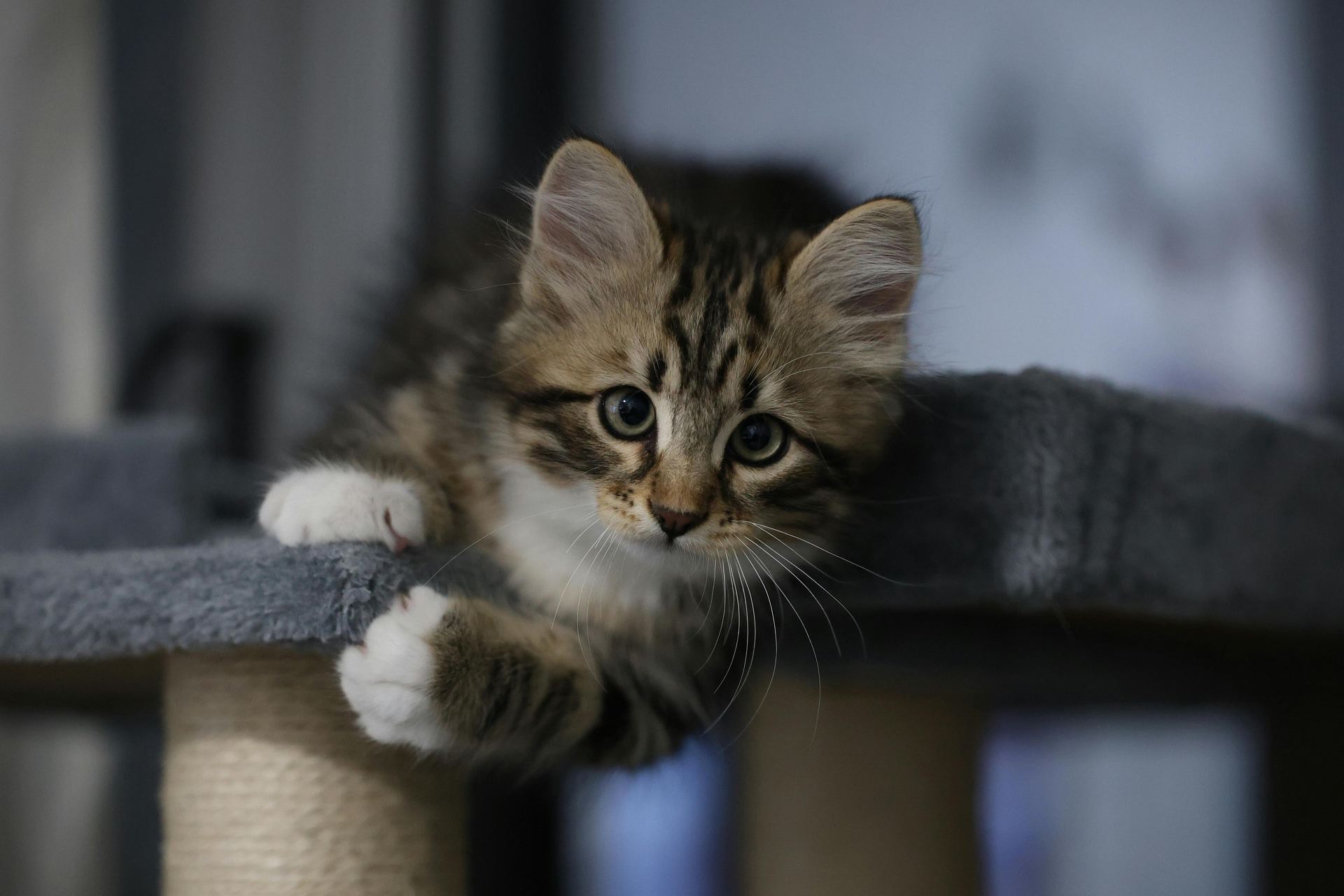 Siberian Kitten kitten available in Pune