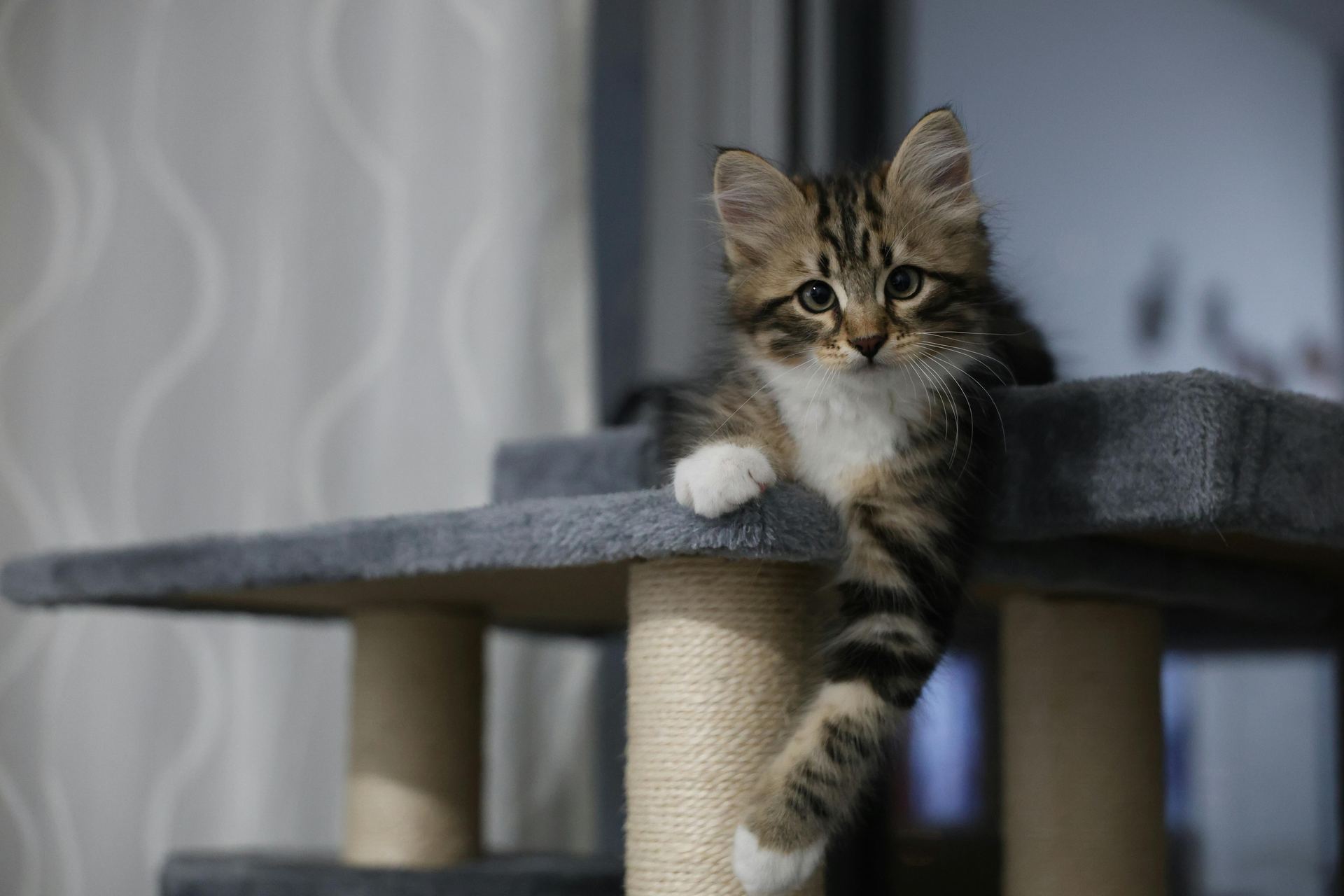 Siberian Kitten cat in Pune