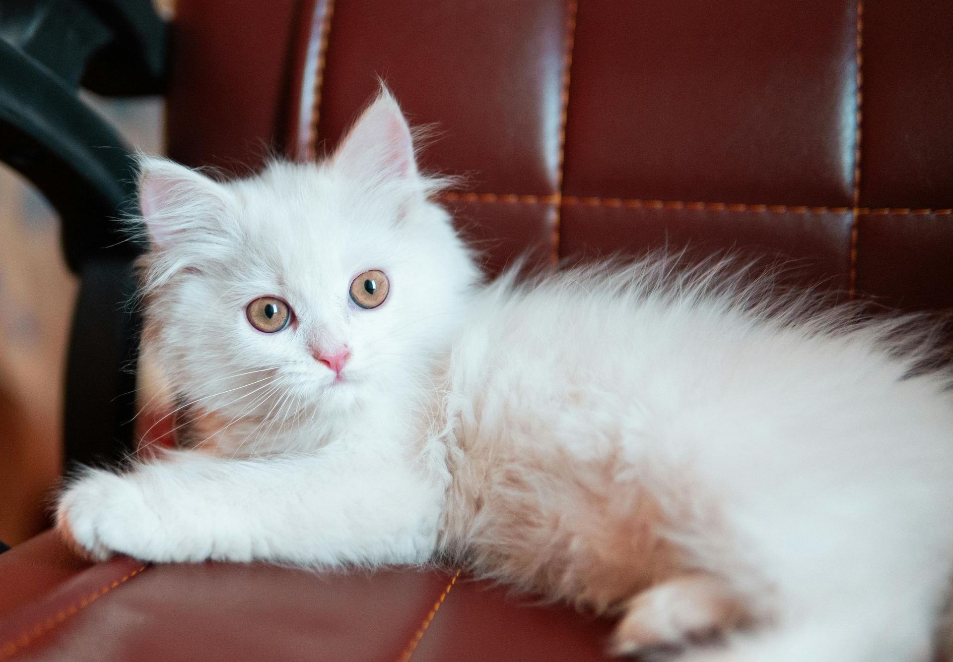 Doll Face Persian Kitten cat in Pune