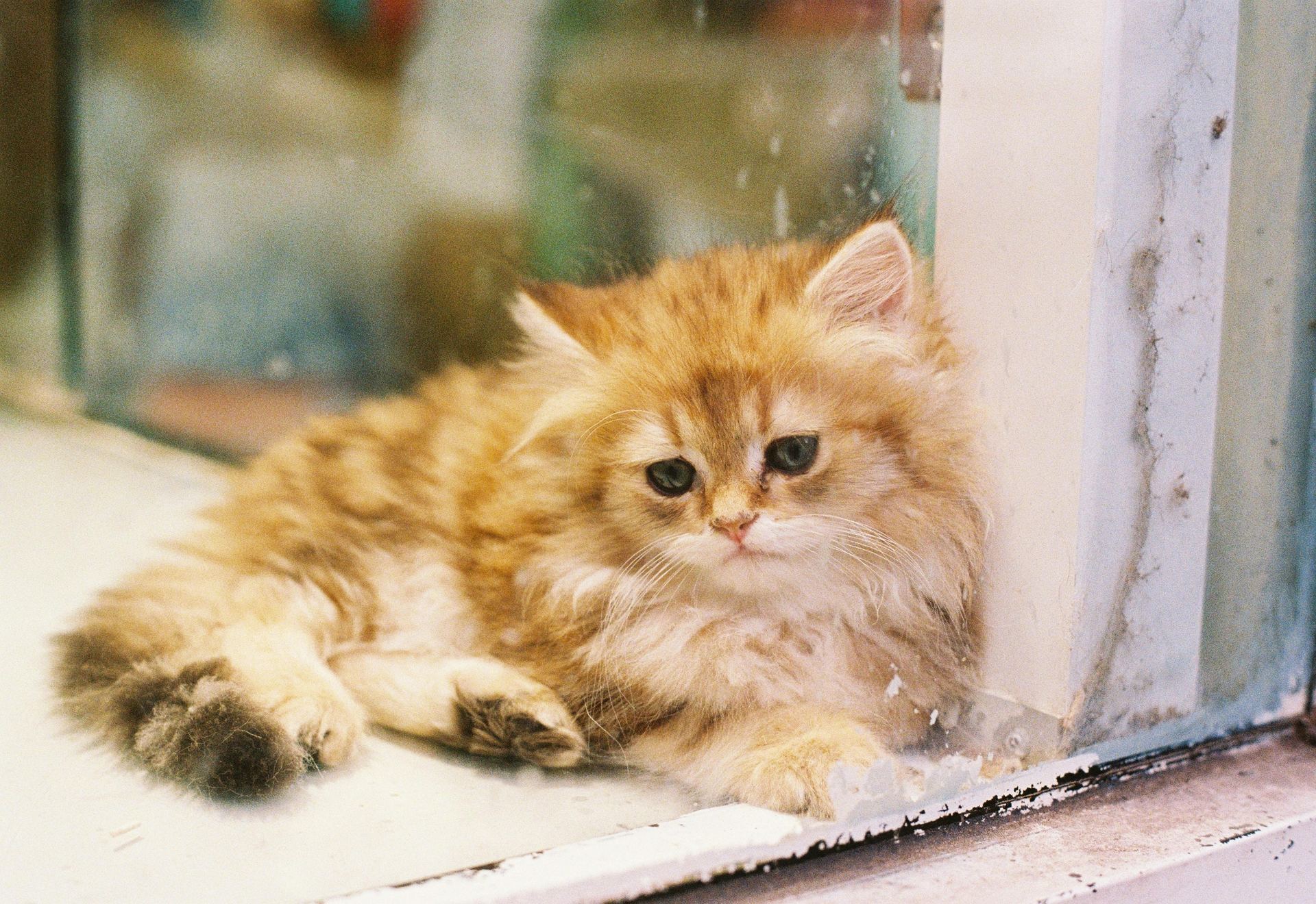 Doll Face Persian Kitten kitten available in Pune