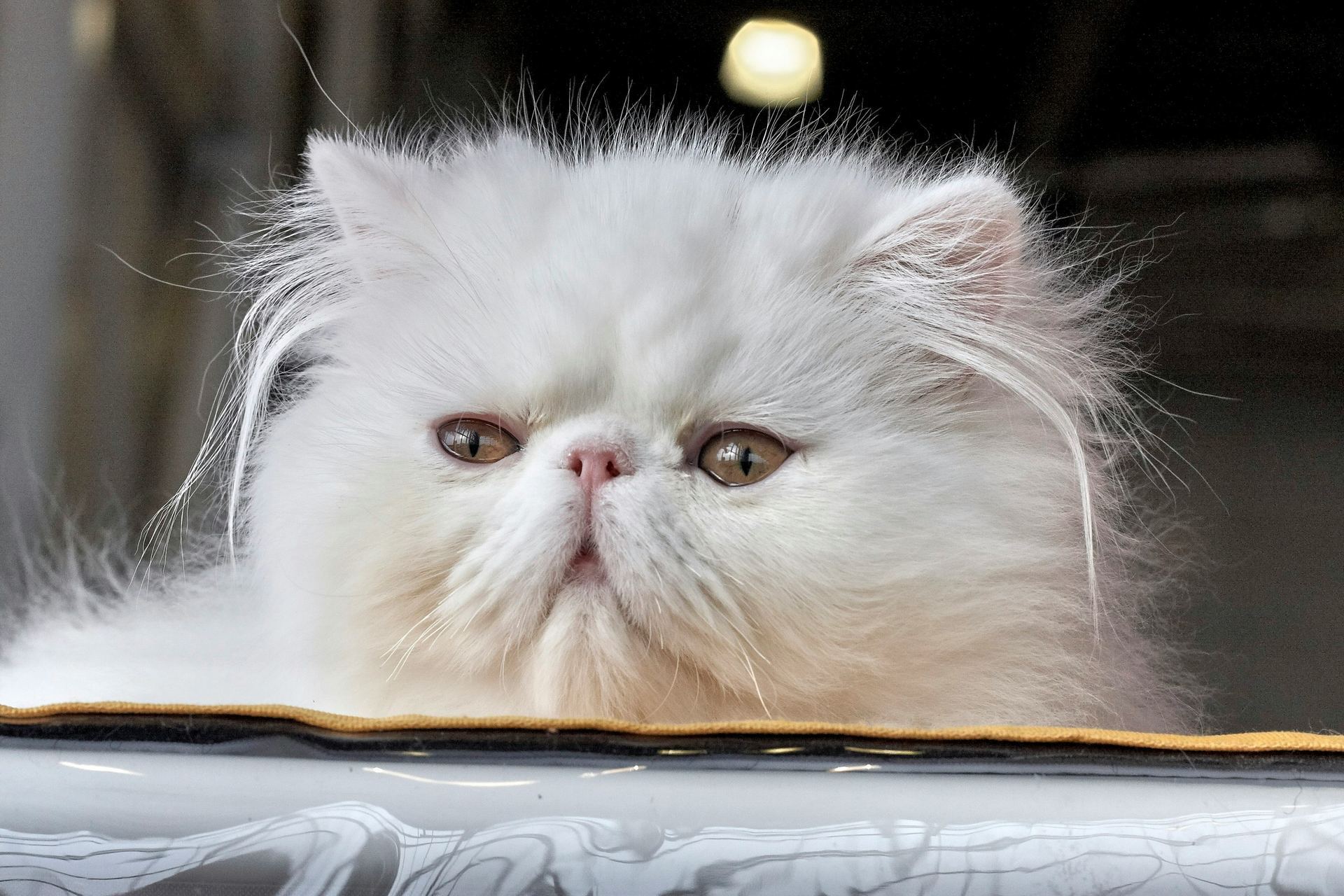 Persian Kitten (Punch Face) kitten available in Pune