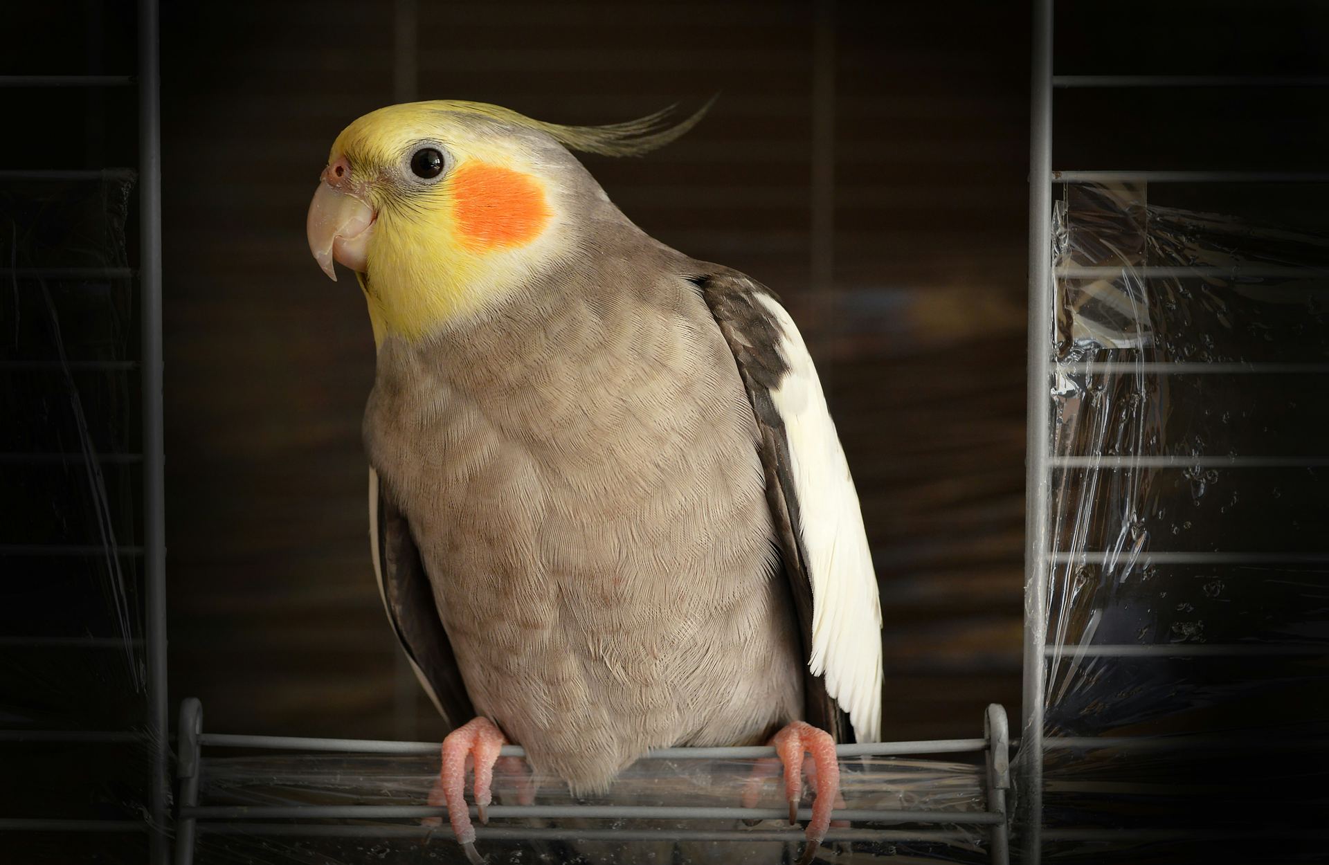 Buy Cockateils in Pune
