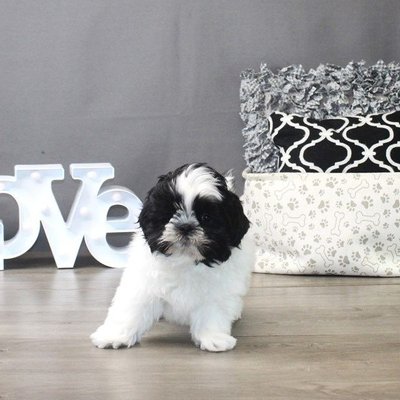 Shih Tzu | Black & White