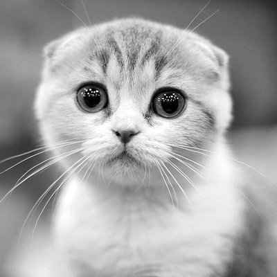 Scottish Fold Kitten