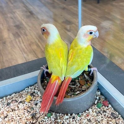 Sun Cheek Conure