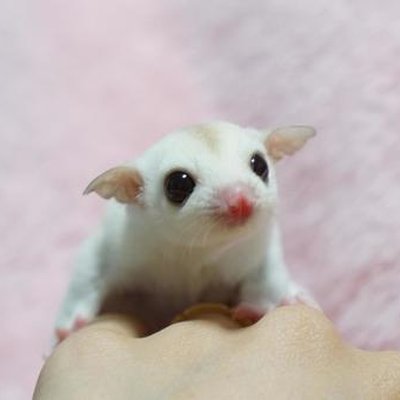 Sugar Glider | White (Lucy)