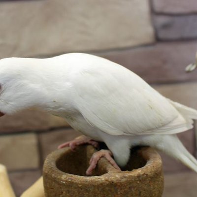 Albino Monk | Nearby Pets India