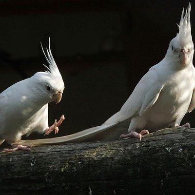 Albino Cockatiel