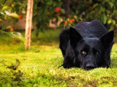 German Shepherd | Pure Black