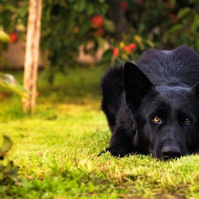 German Shepherd | Pure Black
