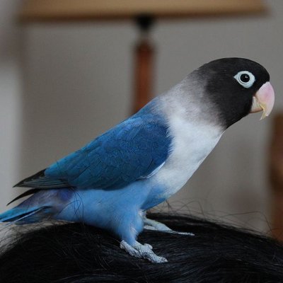 African Love Birds | Violet Mask