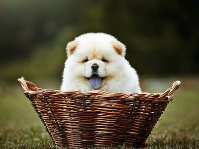 Chow Chow Puppy | Cream Color