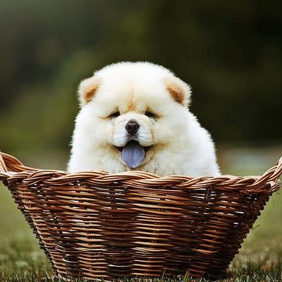 Chow Chow Puppy | Cream Color