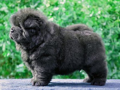 Chow Chow Puppy | Black Color