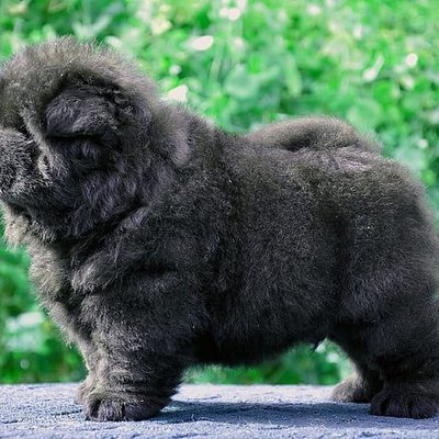 Chow Chow Puppy | Black Color