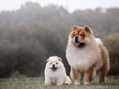 Chow Chow Puppy | White Color