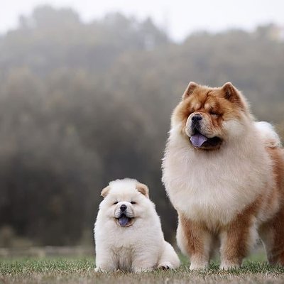 Chow Chow Puppy | White Color