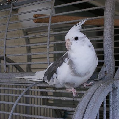 Cockatiel White Face
