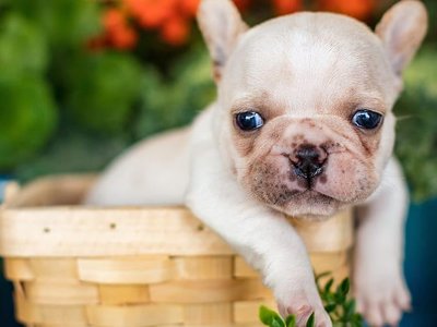 French Bulldog | White