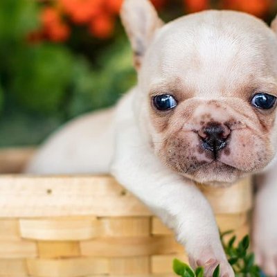 French Bulldog | White