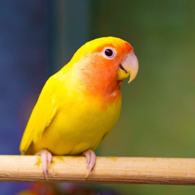 African Love Birds Yellow & Orange