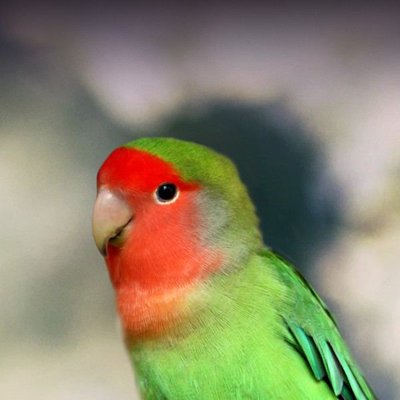 African Love Birds Peach Face