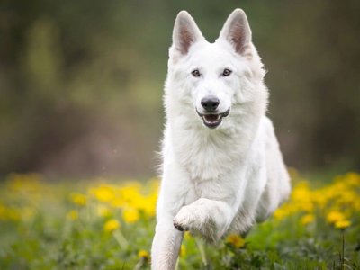 German Shepherd | Pure White