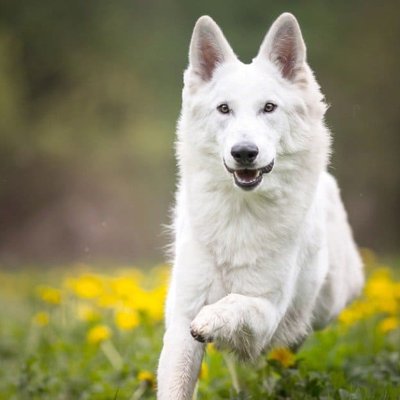 German Shepherd | Pure White