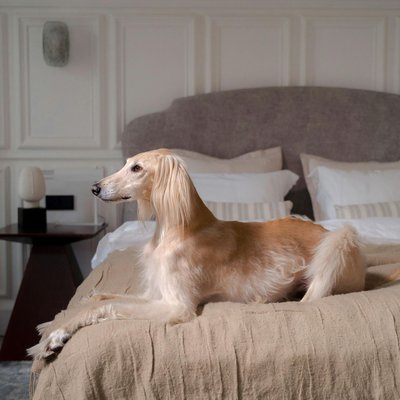 Afghan Hound Puppy