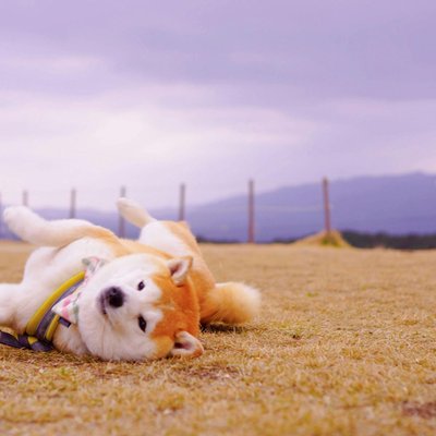 Akita Inu Puppy