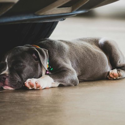 American Bully Pocket Size Puppy
