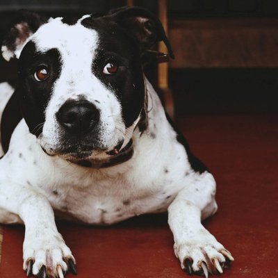 American Bully Standard Size Puppy