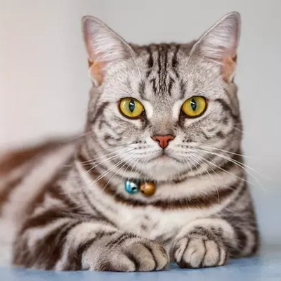 American Short Hair Kitten