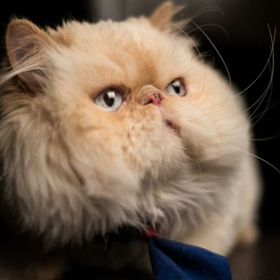Persian Kitten (Punch Face)
