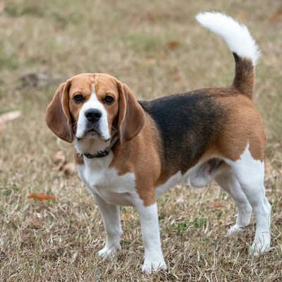 Beagle Black & Tan Puppy