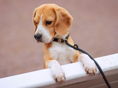 Beagle | Lemon & White | Puppy