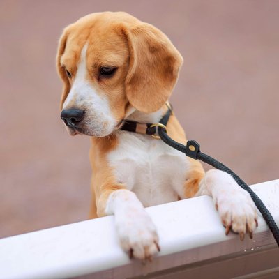 Beagle | Lemon & White | Puppy