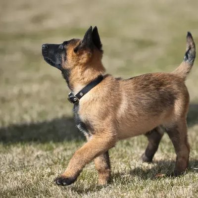 Belgian Malinois Puppy