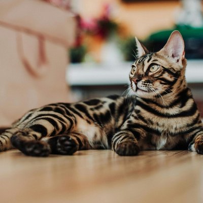 Bengal Kitten