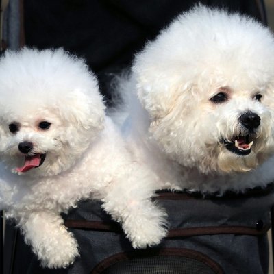 Bichon Frise Puppy