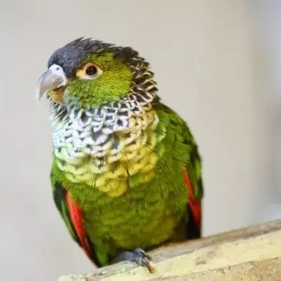 Black Capped Conure