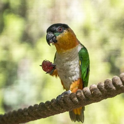 Black Headed Caique