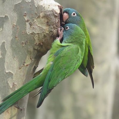Blue Crown Conure
