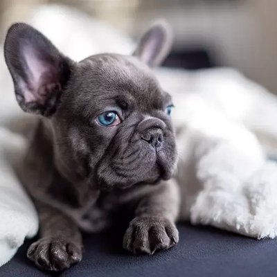 French Bulldog Puppy | Blue